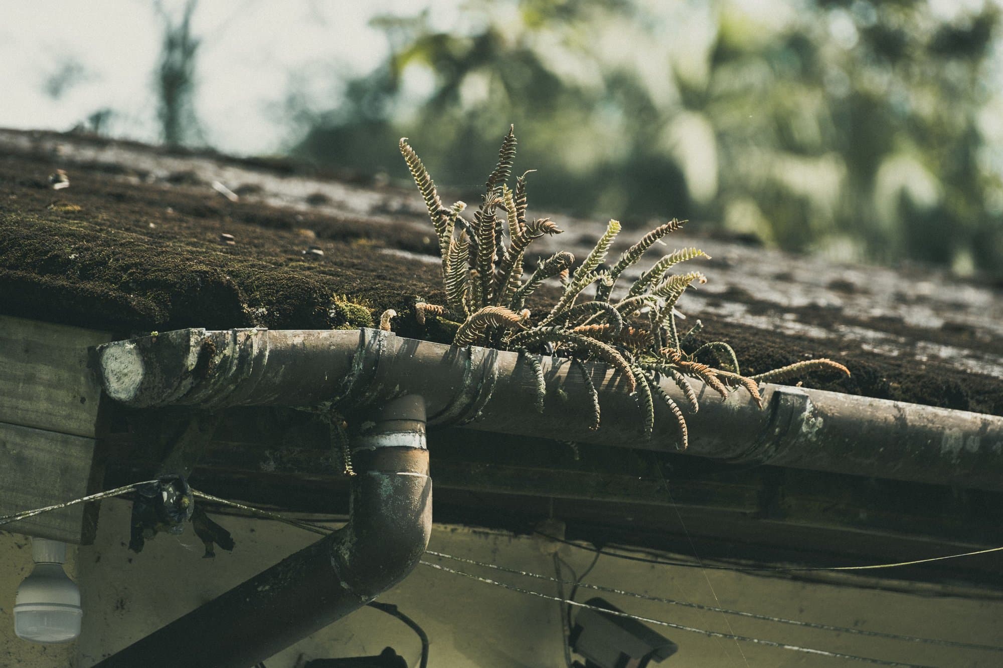 Gutter Cleaning